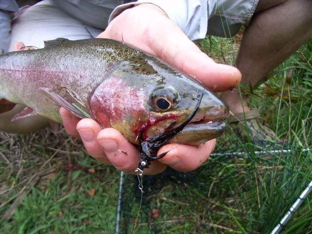 Another Montes Trout