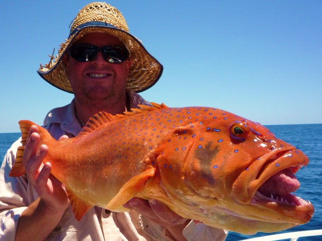 Dampier Trout