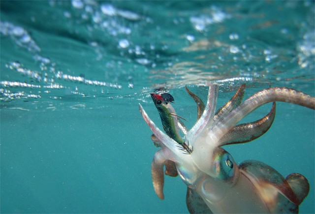 Underwater squid