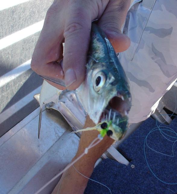 Wolf Herring on Fly