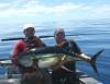 100lb Yellowfin