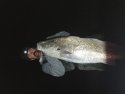 mulloway_hunter's picture